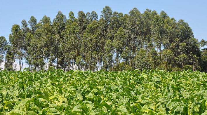 Setor de tabaco rejeita iniciativas que elevem impostos sobre cigarros