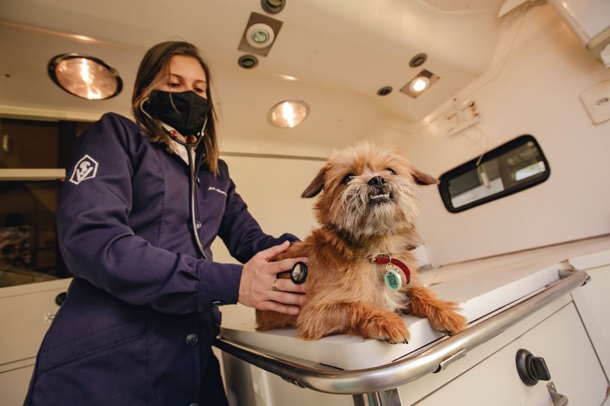 Pets de Curitiba já contam com primeiro plano de cuidado domiciliar