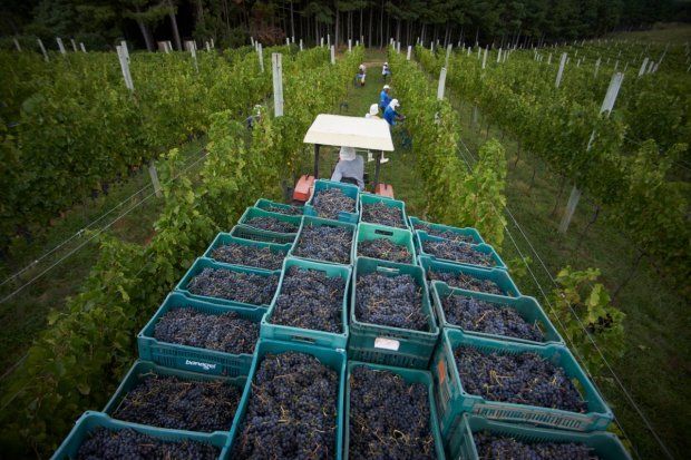 Santa Catarina busca selo de procedência para vinhos de altitude