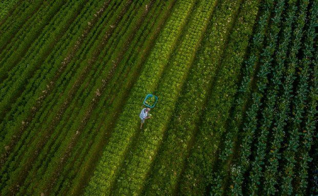SC alcança o maior valor de produção agropecuária da história