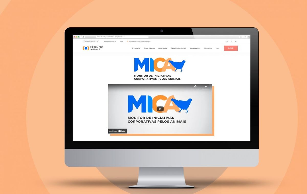 Mercy For Animals monitora compromisso de empresas com bem-estar animal