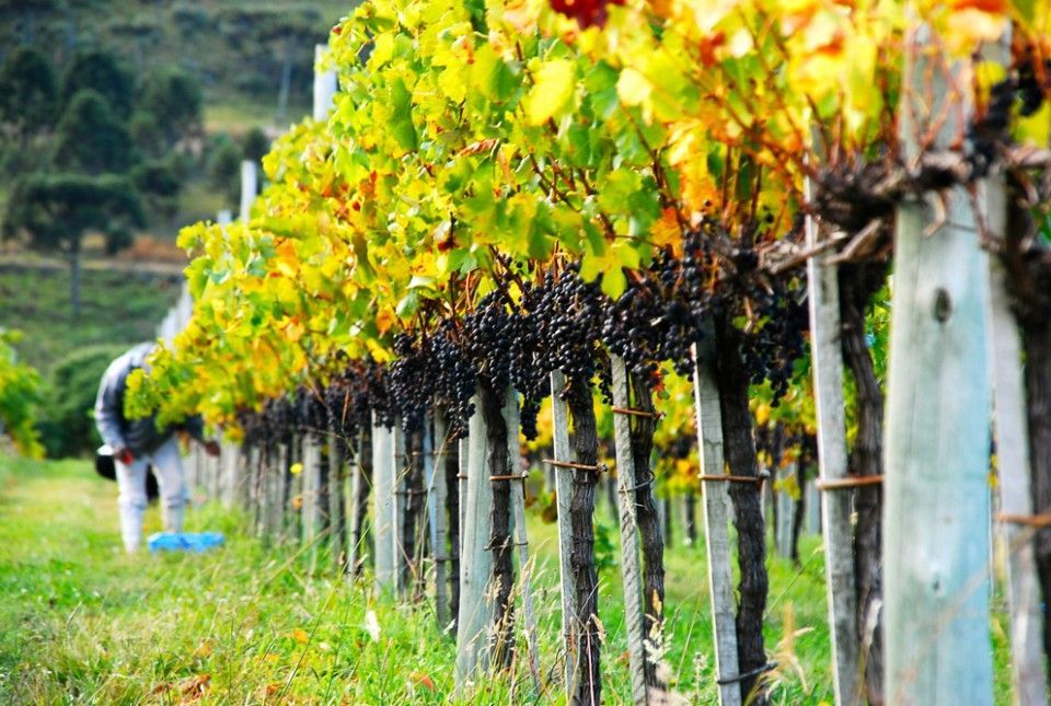 INPI concede a IG Santa Catarina para vinhos de altitude
