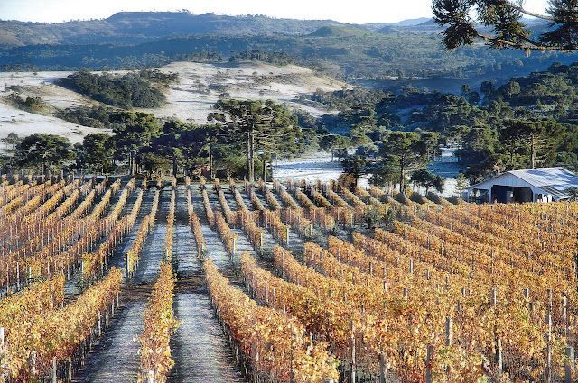 Fapesc investe em novos estudos para produção de vinho em SC