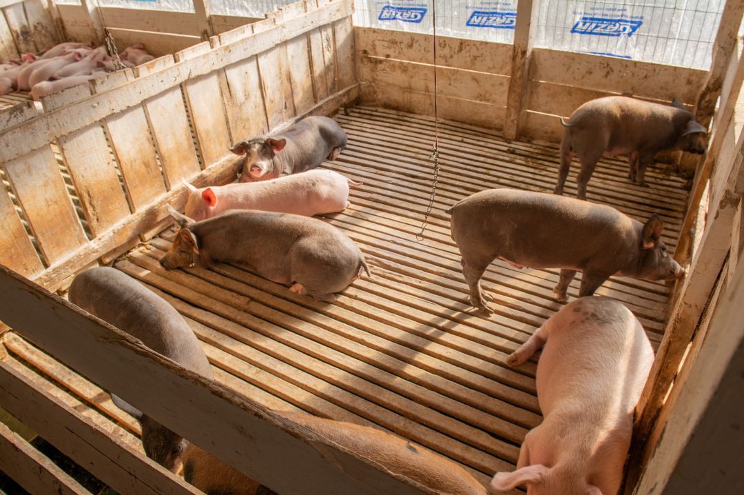Startup paranaense leva carne suína do produtor ao consumidor