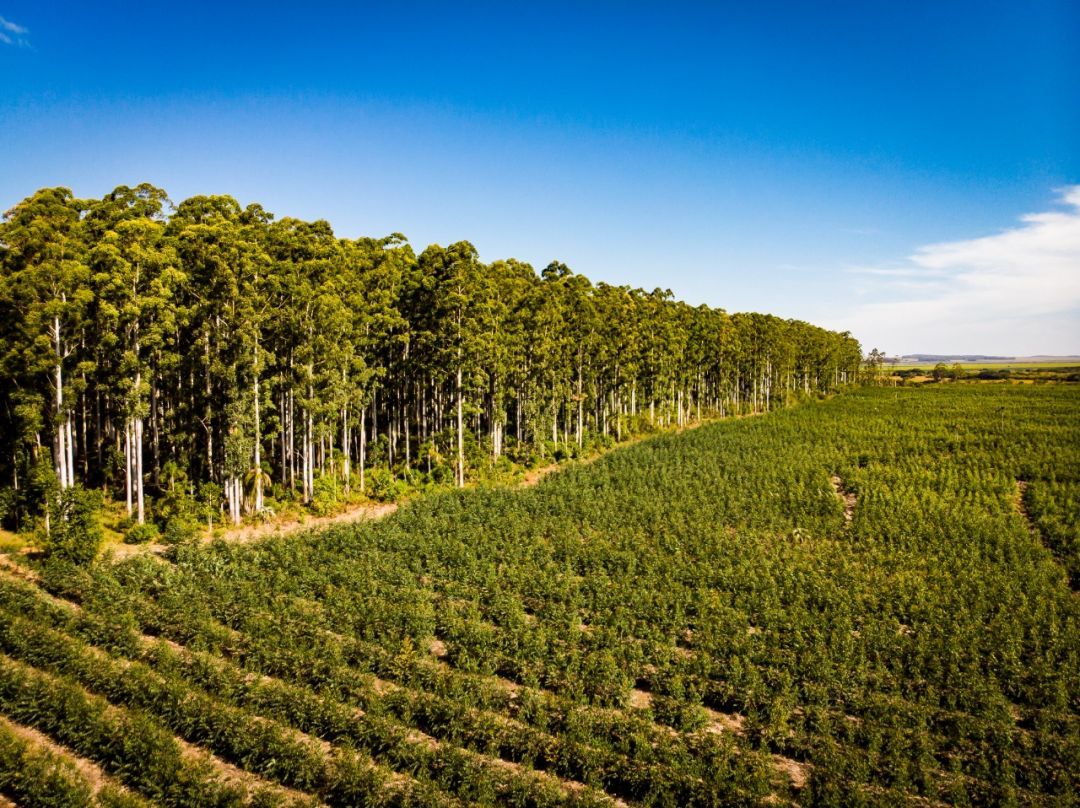CMPC lança programa de fomento florestal RS+Renda