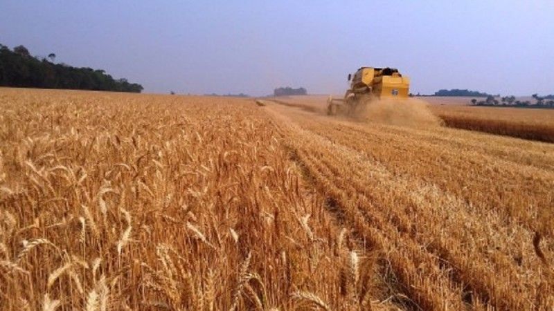 RS poderá ter a maior produção de trigo da história