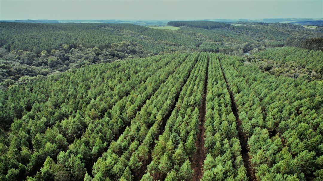 Estados do Sul estão entre os primeiros colocados do ranking de ativos verdes