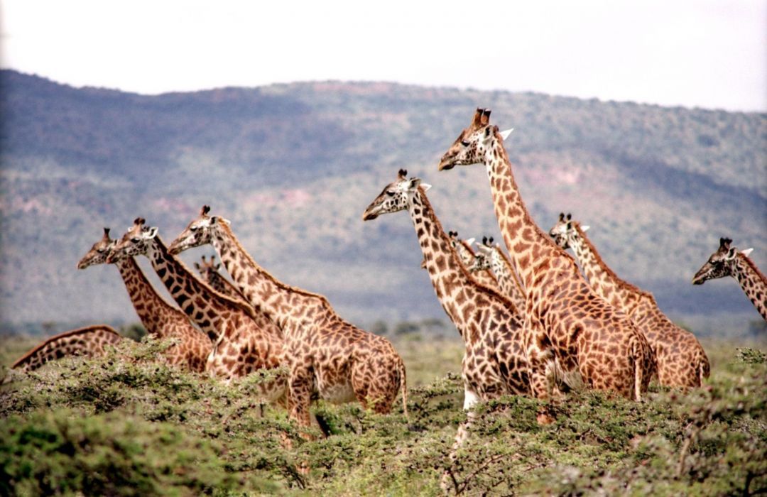 Brasil, o país que tributa girafas