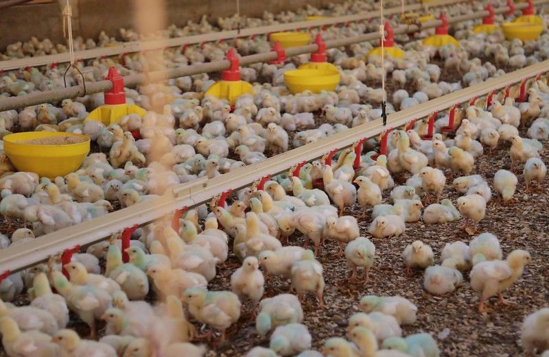 Ministério da Agricultura confirma fim de foco de Newcastle no RS