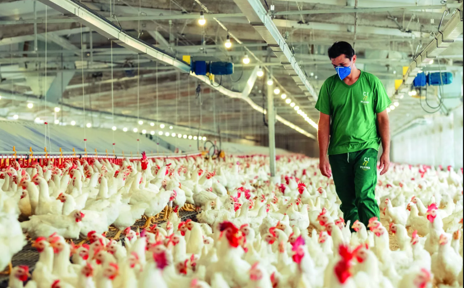 Pluma Agroavícola investirá R$ 165 milhões no Paraná
