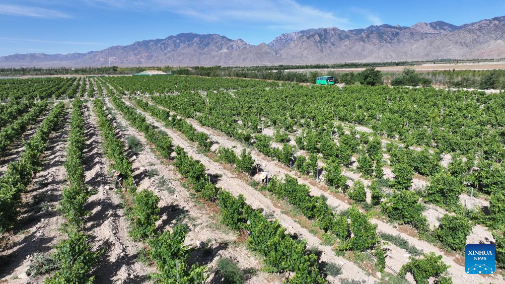 A China ainda tem sede de vinho
