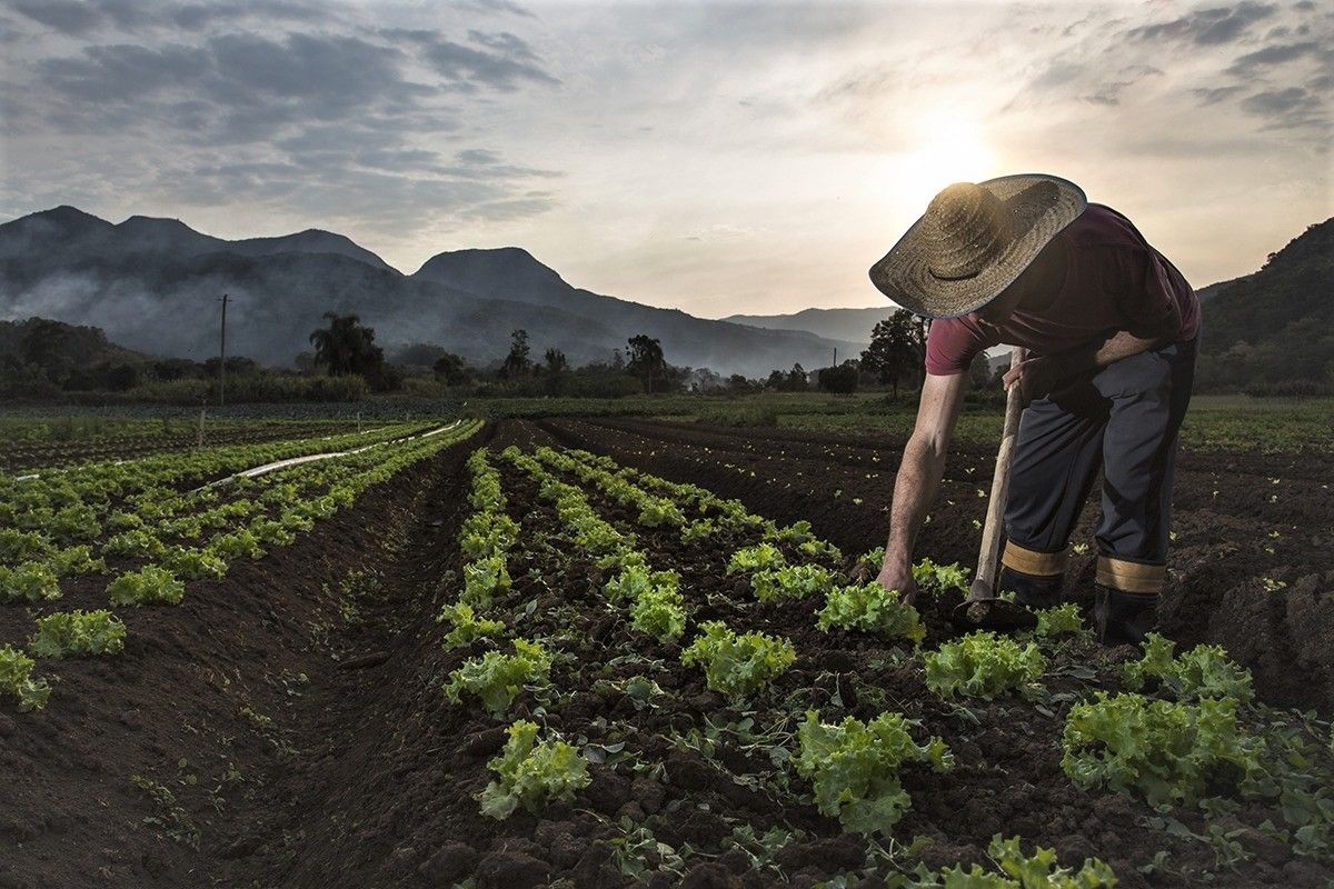 Covid: aplicativo ajuda a alavancar comércio da agricultora familiar