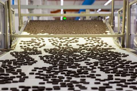 Coelhinho previdente