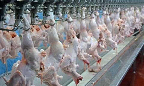 União Europeia volta a comprar carne de frango e peru do Brasil