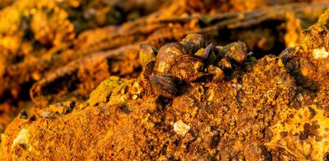 Brasil detém amplas reservas de minerais estratégicos