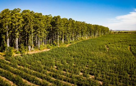 Florestas plantadas respondem por 94% da madeira para fins industriais
