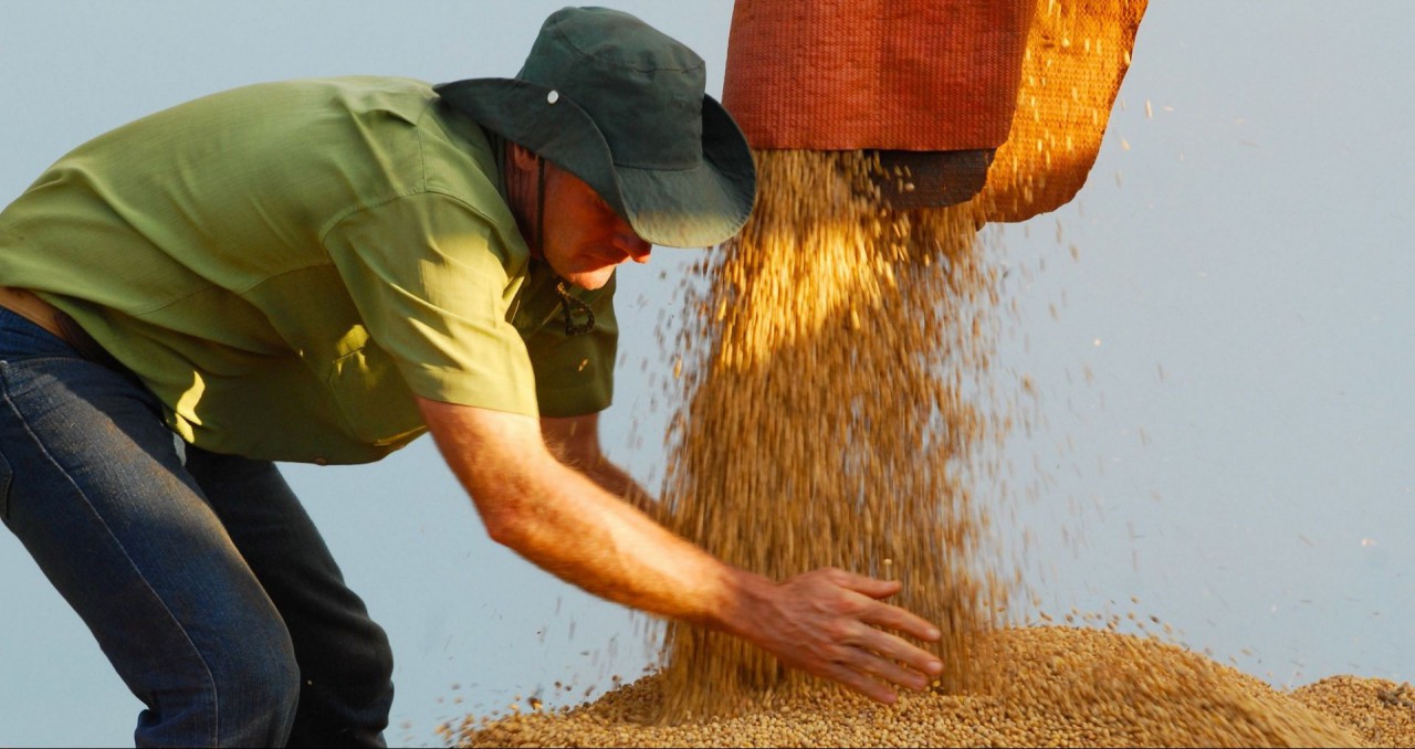 Valor da Produção Agropecuária é de R$ 535,4 bi