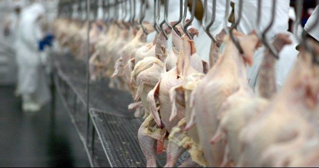 Exportação de frango cai 8,2% no primeiro semestre