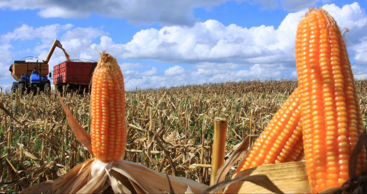 Abastecimento futuro de milho preocupa agroindústria catarinense