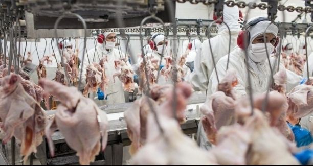 Brasil terá perda de 30% nas exportações de frango para a Europa