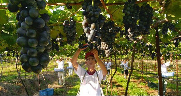 Ciência leva produção de vinhos para o agreste pernambucano