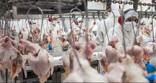 Produção de carne de frango deve cair neste ano