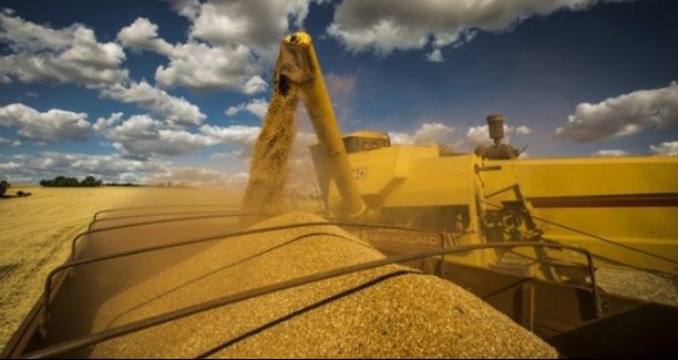 Conab prevê queda de 9,5% na safra de grãos 2015/2016