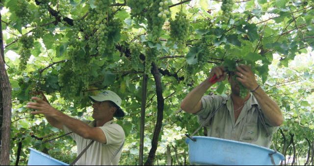 Embrapa lança variedades de uvas adaptadas ao Sul do país