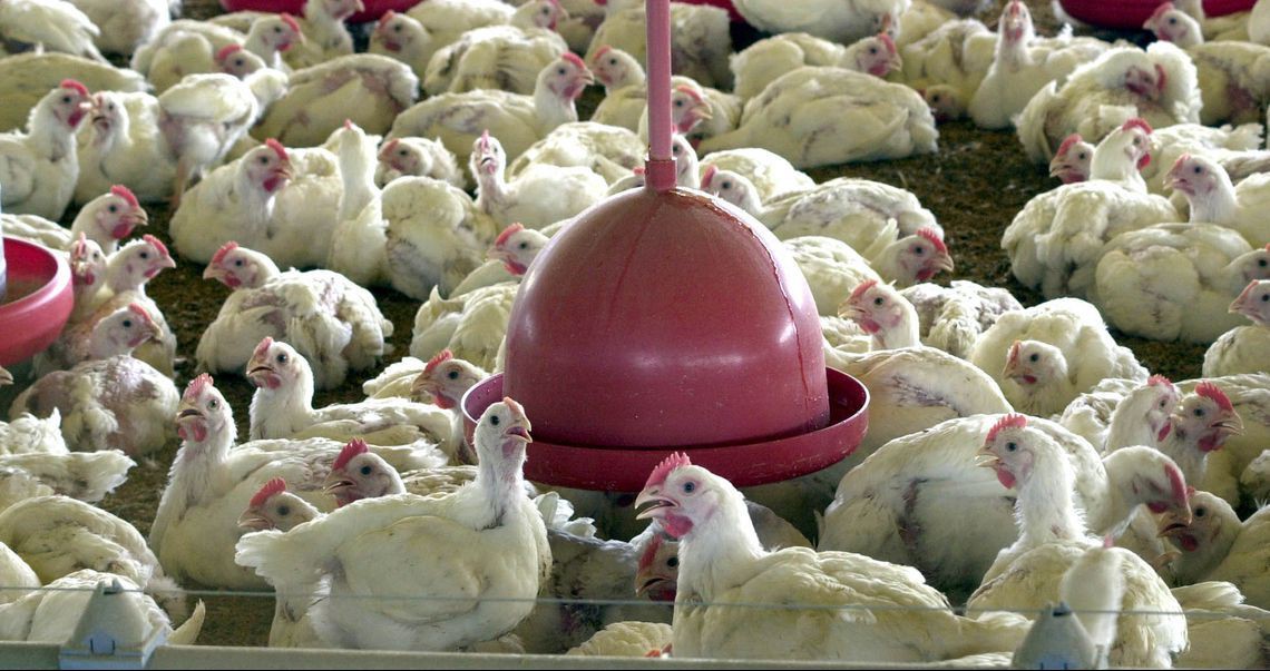 Brasil inicia exportação de frango para Índia