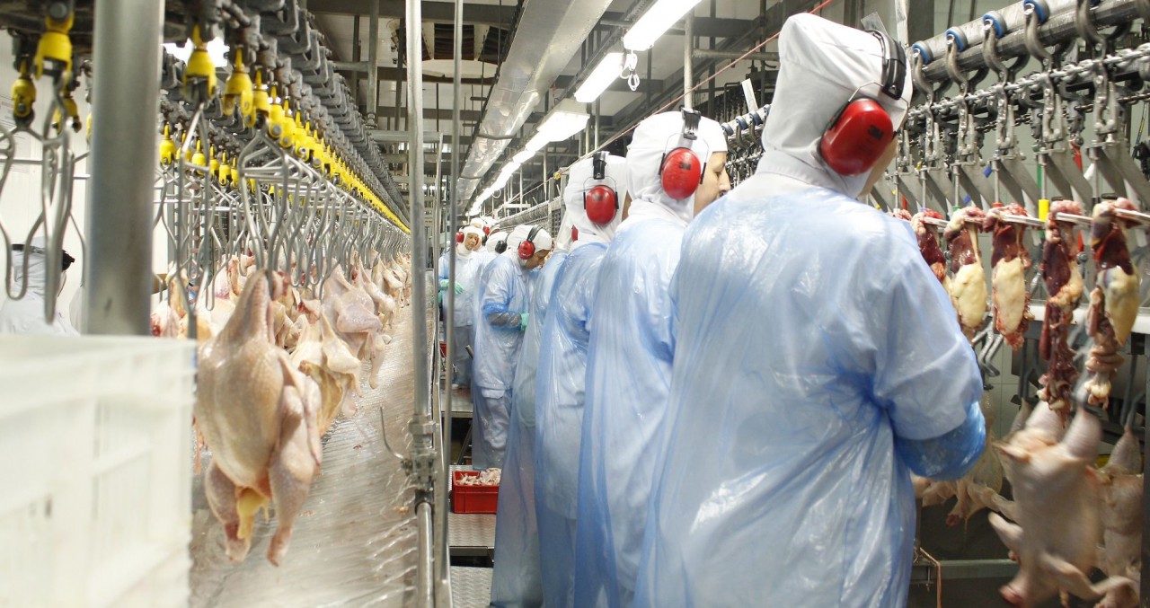 Setor prevê fechar 2019 com alta da produção de frango