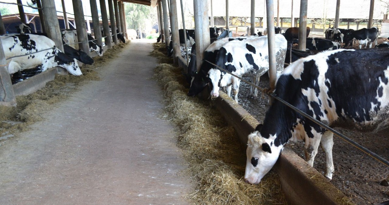 Languiru aposta em nova grife de leite para se destacar no mercado de commodities