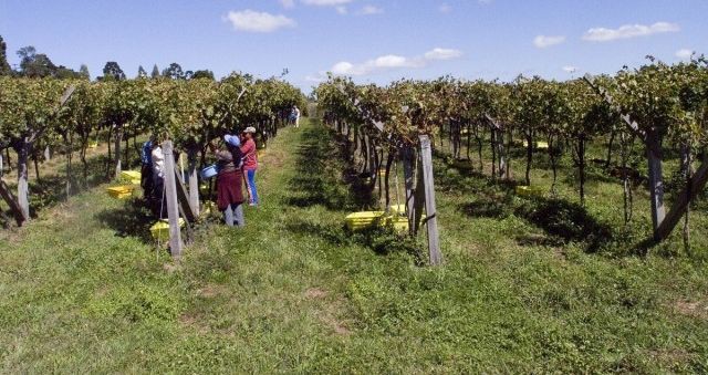 Pacote estimula turismo de rotas vinícolas no Sul