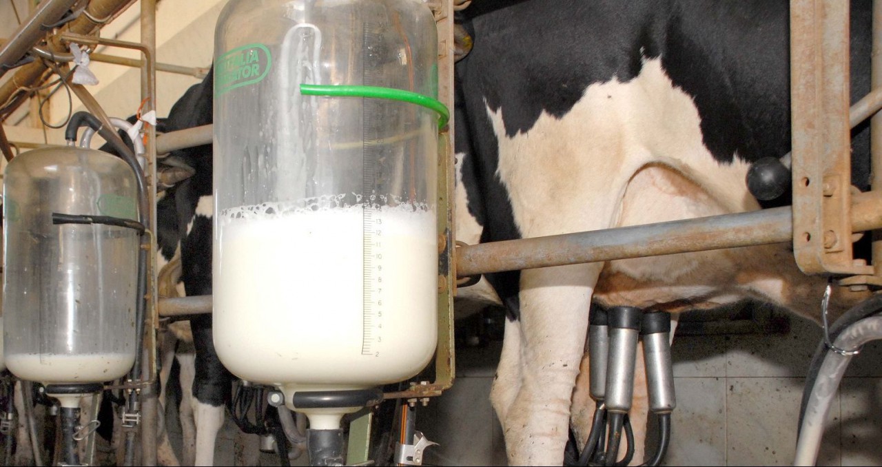 SC se torna o quarto maior produtor de leite do país