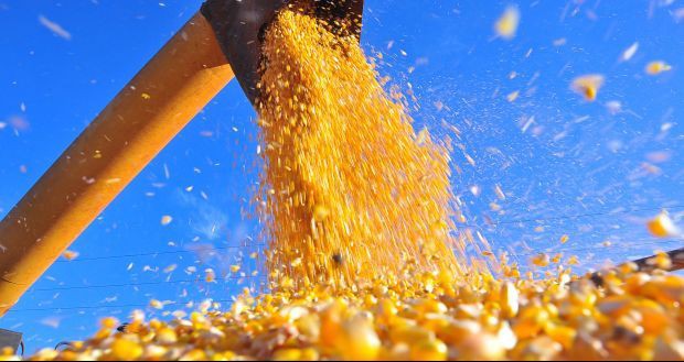 Produção e exportação de milho devem crescer na safra 2018/2019